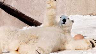 Polar Bear Still Stuck In Milwaukee Moat • Swedes Criticize Gender Roles In Lego Catalog